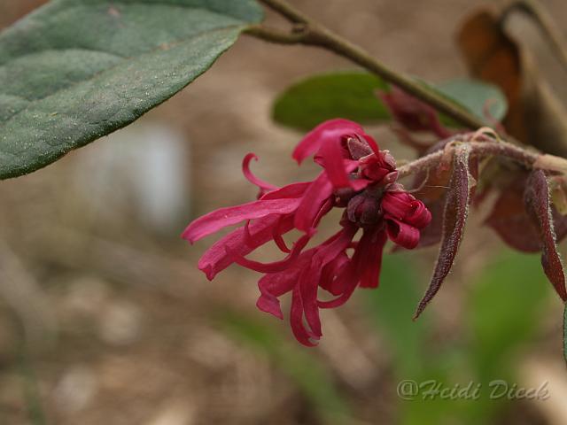 Loropetalum chinense Tang Dynasty.JPG